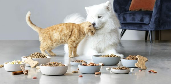 طرح توجیهی غذای سگ و گربه